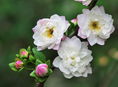 Little white flowers on branch