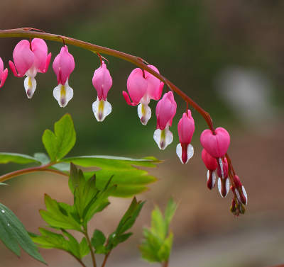 Pink heart bell flowers