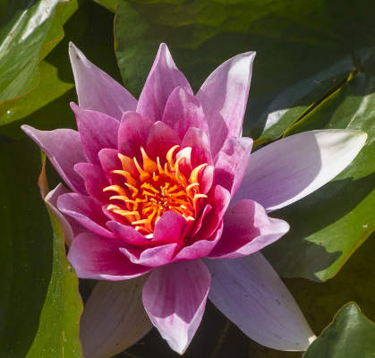 Pink lotus